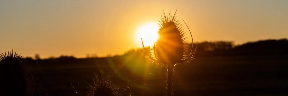 Thistle in the sunset Stock Photos