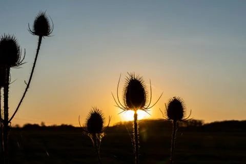 Thistle in the sunset Stock Photos