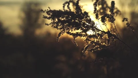 Thistle sunset view countryside Video stock 272181753