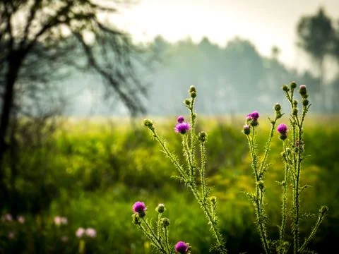 Thistle t in a clearing Stock Photos