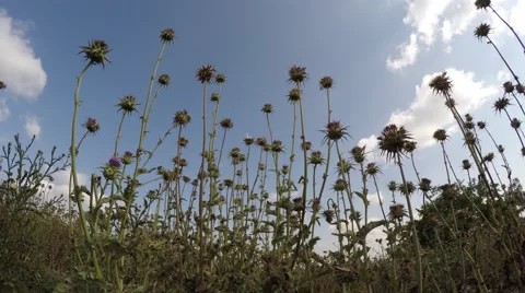 Thistle thorn 스톡 동영상 49928116