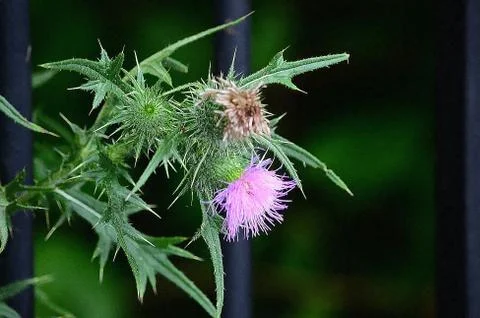 Thistle through the gates Stock-Fotos
