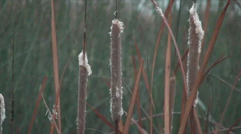 Thistle tilt up to Ducks in water CA wetlands Stock Footage 10747901