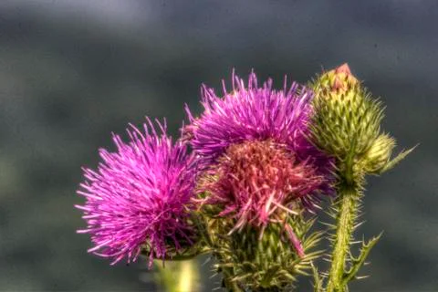 Thistle tonemapped 写真素材