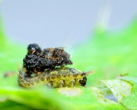 Thistle tortoise beetle larvae Stock Photos