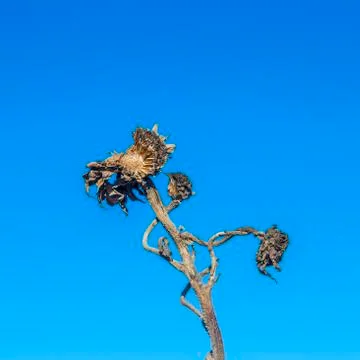 Thistle under blue sky Foto stock