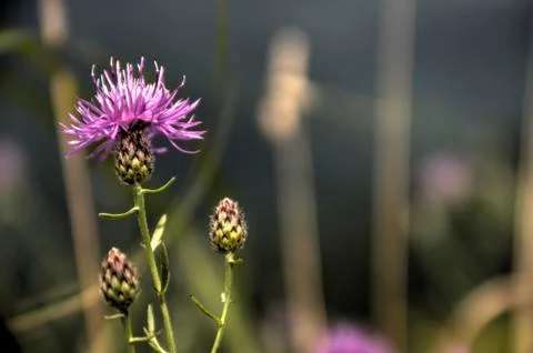 Thistle Vibrant 写真素材