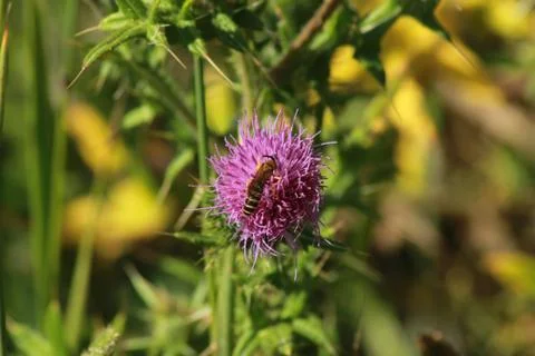 Thistle with wasp Stock Photos