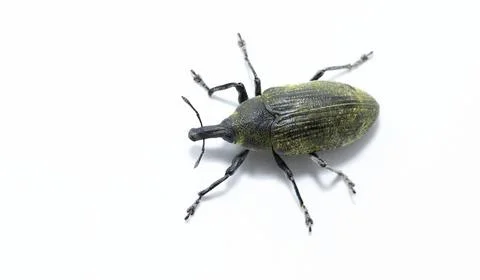 Thistle weebil, thistle bud weevil, Larinus planus insect isolated on white.. Stock Photos