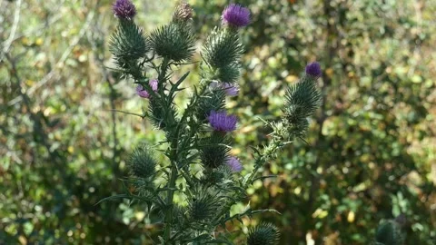 A Thistle Weed Swaying in the Wind Stock Footage 283004556