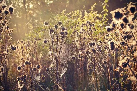 Thistle with wet cobweb - selective focus Stock-Fotos