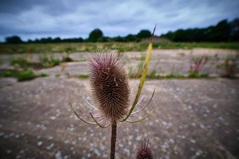 Thistle wide angle Stock Photos