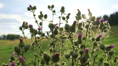 Thistle at wild meadow Stock Footage 78265096