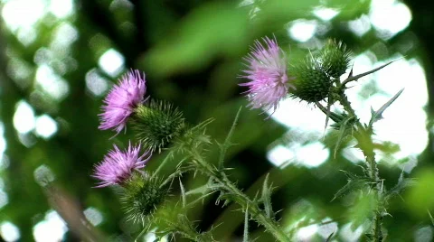 Thistle in the wind 2 Stock Footage 795160