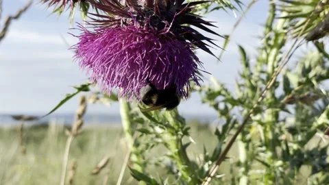 Thistle in the wind with bumblebee Stock Footage 169996354