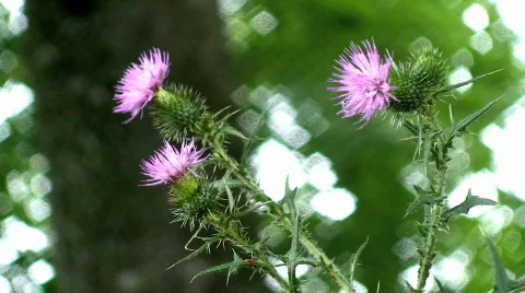 Thistle in the wind Stock Footage 794566
