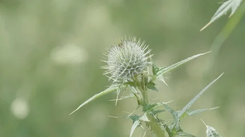 Thistle in the wind Stock Footage 112966305