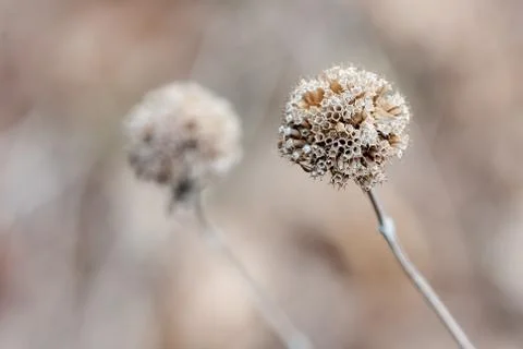 Thistle in the winter Stock Photos