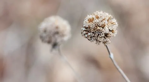 Thistle in the winter in soft focus Stock Photos