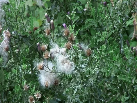 Thistledown Stock Footage 115650909