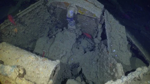 Thistlegorm Trucks Inside Wreck School Of Fish Underwater Close Up Red Sea Egypt Stock Footage 102891544