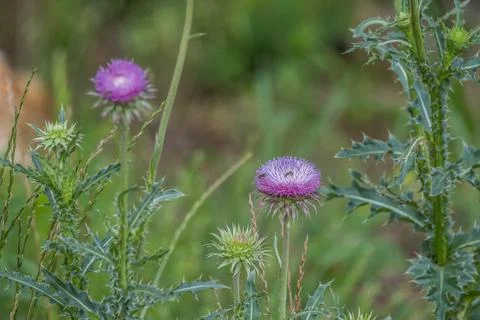 Thistles with bees closeup Stock Photos