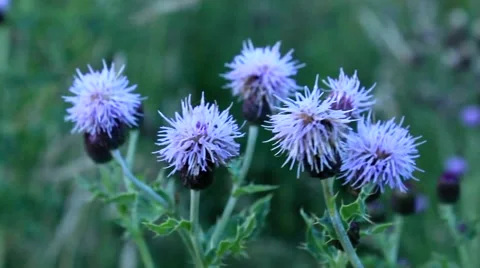 Thistles blowing in the wind. Stock Footage 54170798