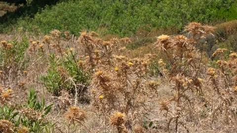 Thistles blown by strong wind under sunshine at green dry field in Evia, Greece 库存影片 116830012