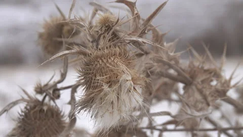 Thistles bristling with thorns, Dry winter plants Stock Footage 102707448