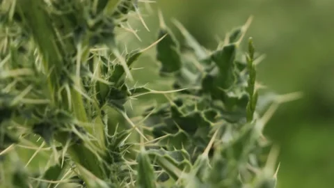 Thistles Extreme Close Up Stockbeeldmateriaal 170166630