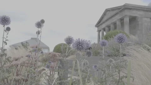 Thistles Flower Stock-Footage 220567392