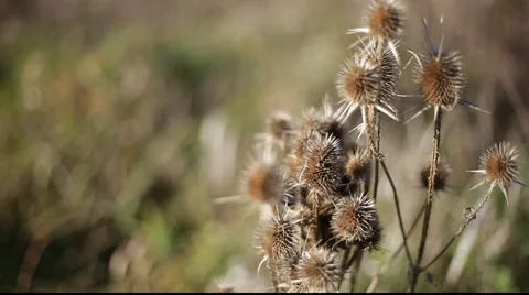 Thistles Stock Footage 920938