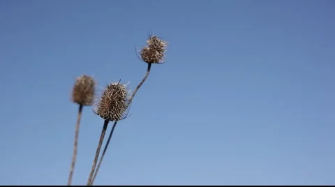 Thistles Stock Footage 922186
