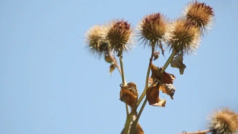 Thistle's Stock Footage 93929504