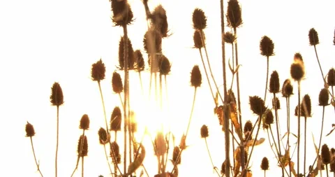 Thistles moving in the wind during a sunset Video stock 138096519