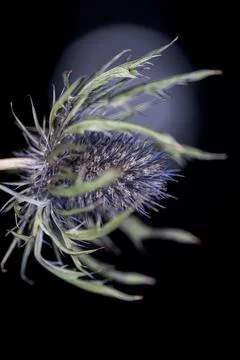 Thistle's Night Bloom Stock Photos