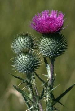Thistles Stock Photos