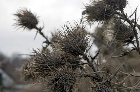 Thistles Stock Photos