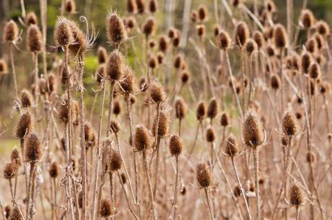 Thistles Stock Photos