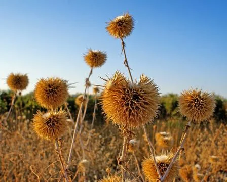 Thistles Stock Photos