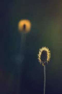 Thistles Stock Photos