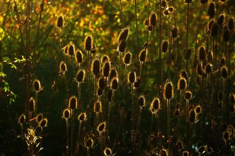 Thistles Stock Photos