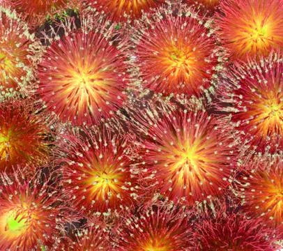 Thistles Stock Photos