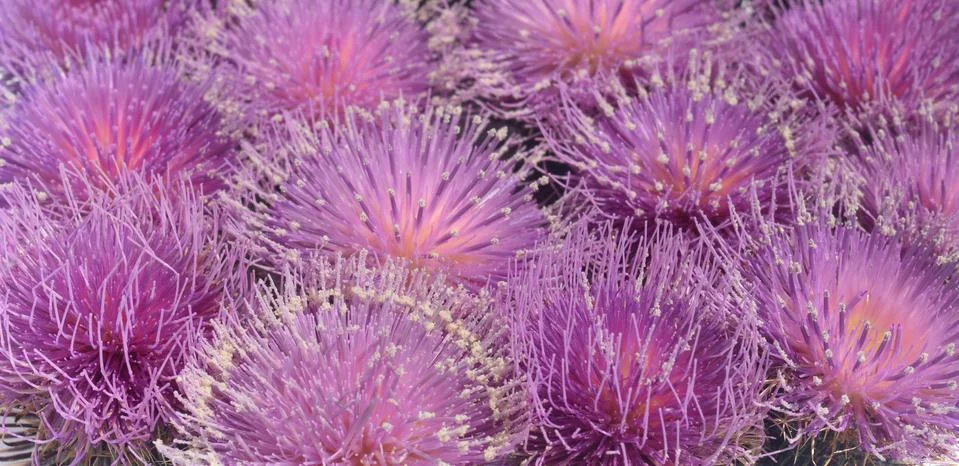 Thistles Stock Photos
