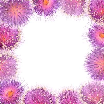 Thistles Stock Photos