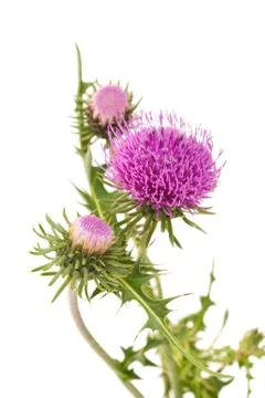 Thistles Stock Photos