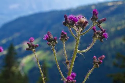 Thistles Stock-Fotos
