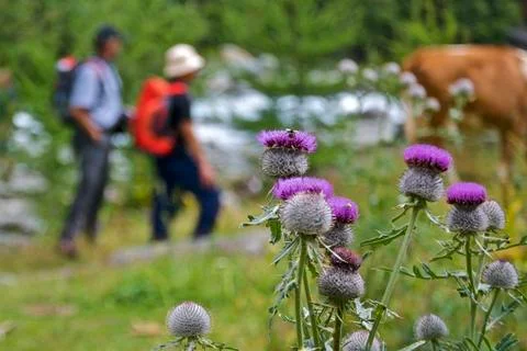 Thistles Stock Photos