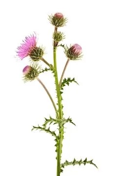 Thistles Stock Photos