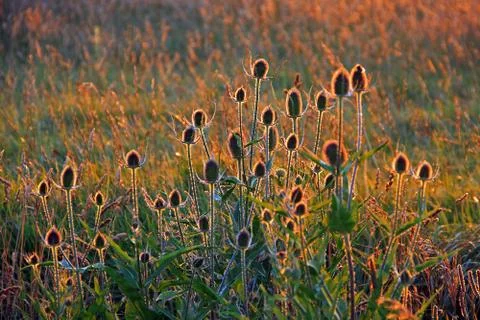 Thistles with sunset backlit Stock Photos